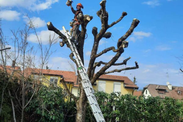 Élagage d'arbre en zone urbaine avec matériel professionnel, service arboricole Jardin Mimosa Genève