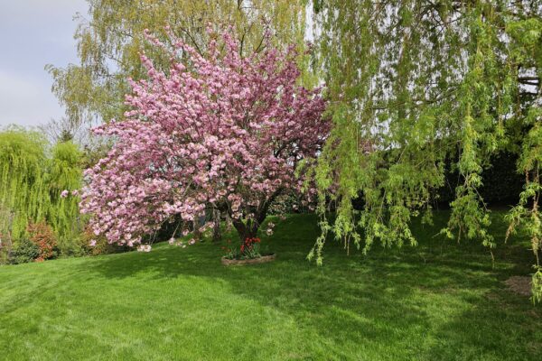 Cerisier du Japon Prunus aux fleurs roses spectaculaires, plantation arbre ornemental Jardin Mimosa Genève