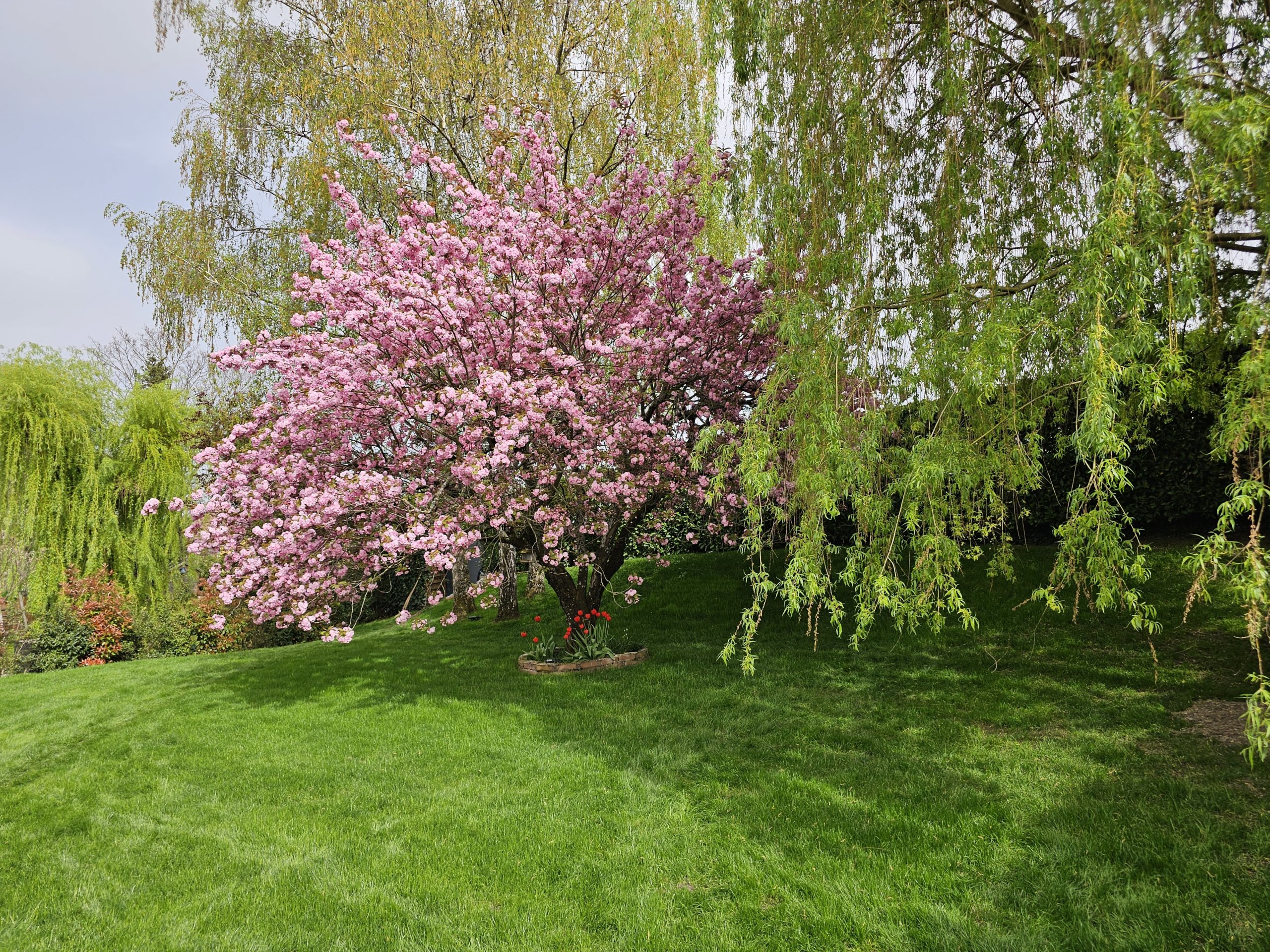 Cerisier du Japon Prunus aux fleurs roses spectaculaires, plantation arbre ornemental Jardin Mimosa Genève