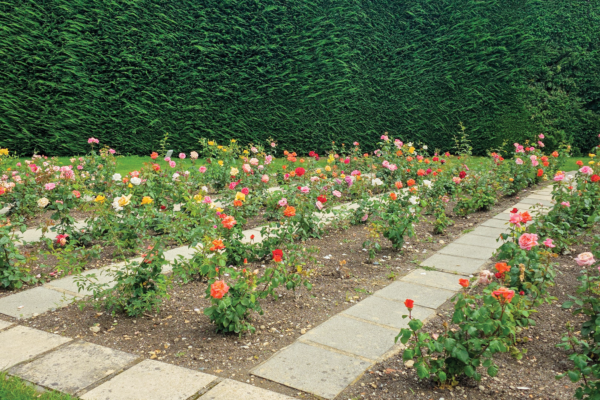 Jardin Mimosa_Insta_20