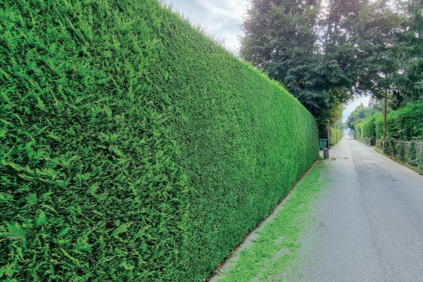 Jardin Mimosa_Insta_24