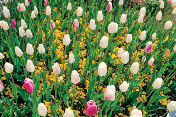 Jardin_Mimosa_fleurs