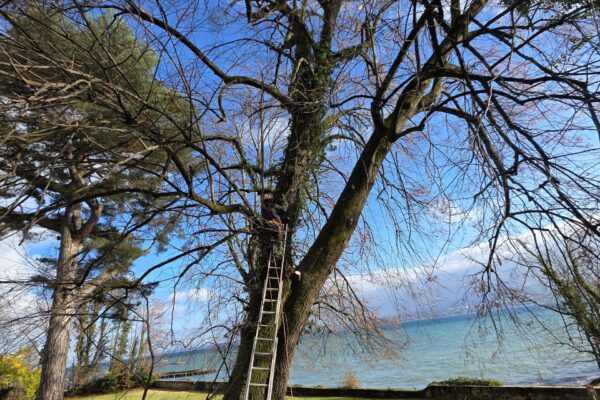 Élagage de branches en hauteur avec vue sur le lac Léman, travaux arboricoles Jardin Mimosa Genève Vaud