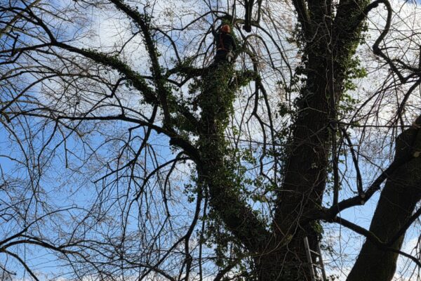 Arbre envahi de lierre avec branches nues en hiver, élagage et traitement arbres par Jardin Mimosa Genève