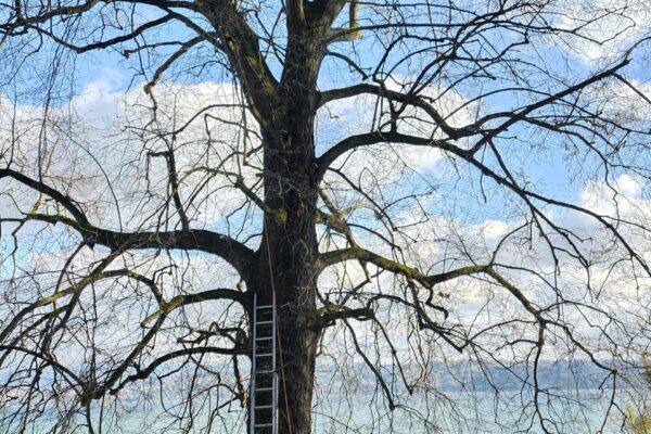 Troncs et branches d'arbres en cours d'élagage hivernal, travaux arboricoles par Jardin Mimosa Genève Vaud