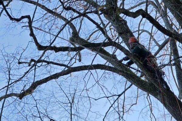 Branches nues d'arbres en hiver avant élagage, prestation abattage et élagage Jardin Mimosa Genève
