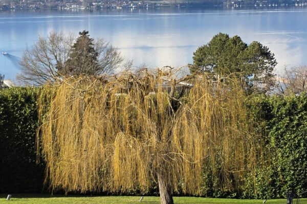 Saule pleureur aux branches retombantes jaunes au printemps, plantation arbre ornemental Jardin Mimosa Genève