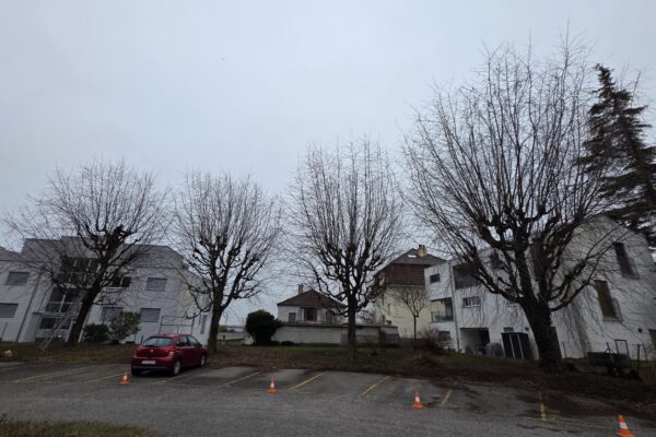 Arbres dépouillés en cours d'élagage hivernal, service élagage et abattage par Jardin Mimosa Genève Vaud
