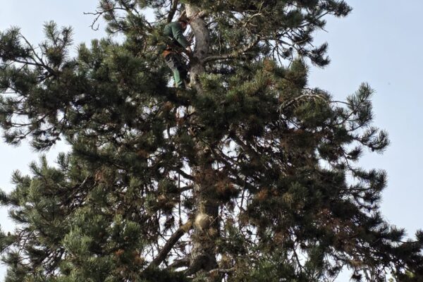 Pin sylvestre avec feuillage dense, plantation et entretien d'arbres ornementaux par Jardin Mimosa Genève Vaud
