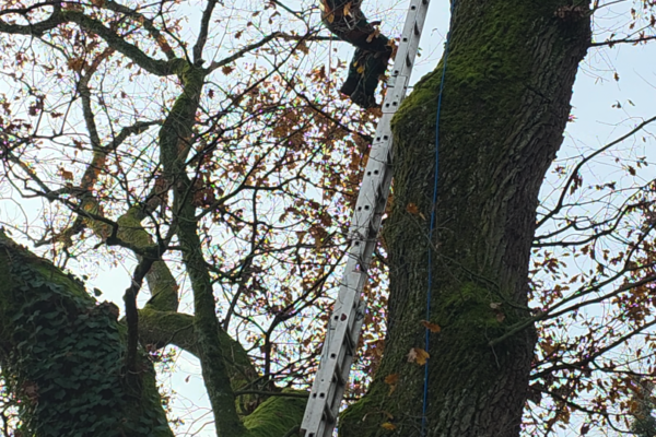Haute haie en cours de taille avec cisailles professionnelles, entretien de haies par Jardin Mimosa Genève Vaud