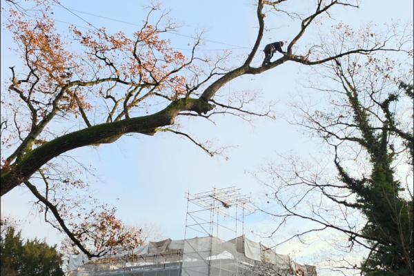 Arbre soigneusement élagué en hiver, résultat de l'intervention arboricole par Jardin Mimosa Genève Vaud