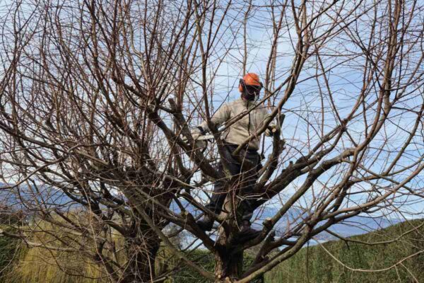 Arbres en cours d'élagage avec branches tombées au sol, service abattage élagage Jardin Mimosa Genève