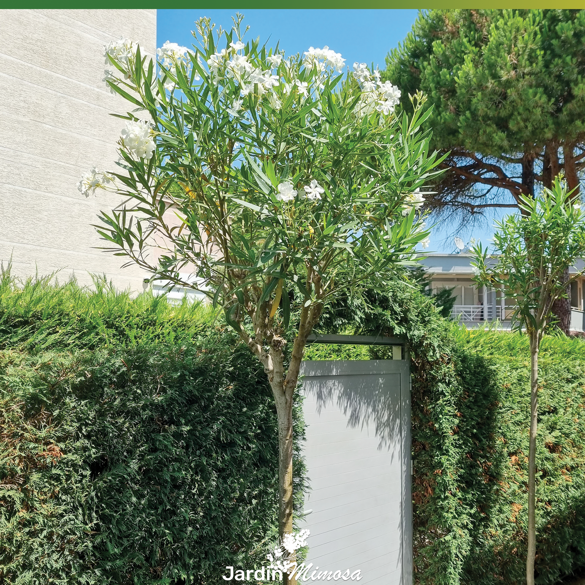 Jardin entretenu avec vue panoramique sur le lac Léman, aménagement paysager haut de gamme Jardin Mimosa Genève