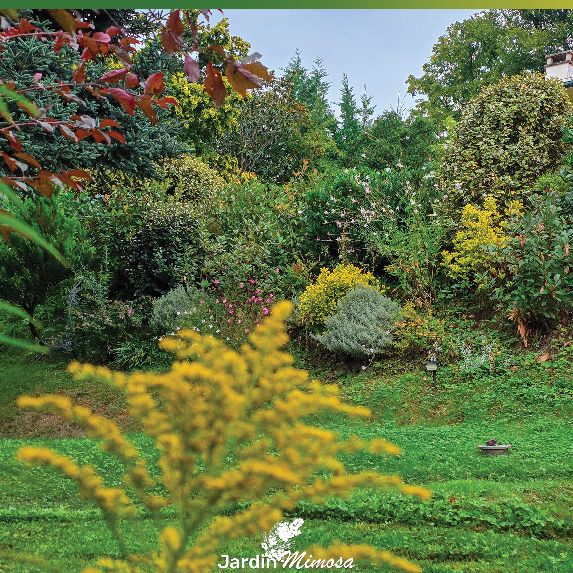 Conifère doré type thuya aux reflets or, plantation arbuste ornemental par Jardin Mimosa Genève Vaud