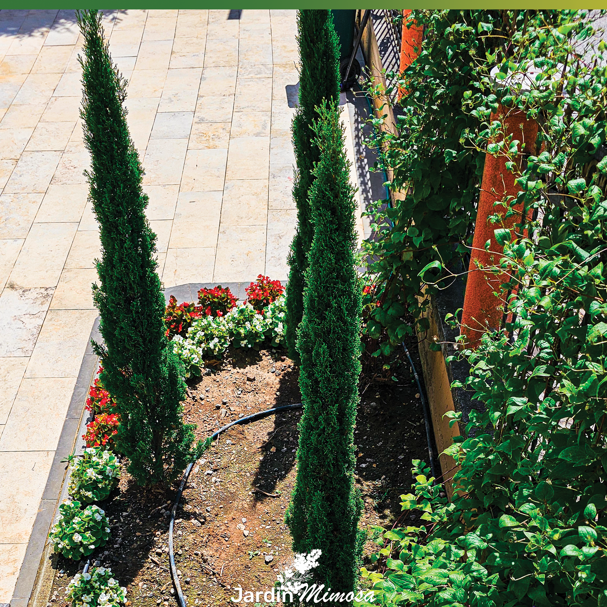 Cyprès de Toscane élancés avec massif fleuri en premier plan, plantation paysagère par Jardin Mimosa Genève