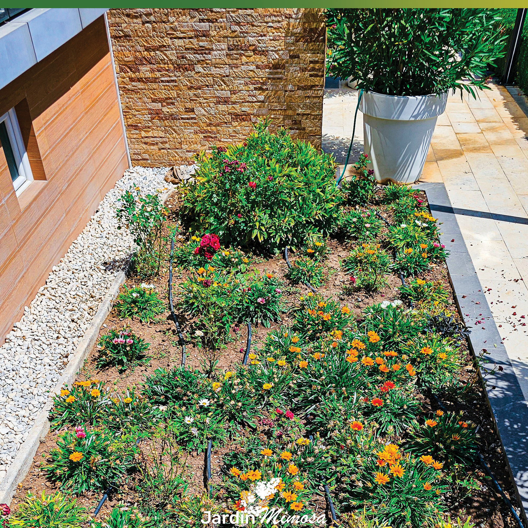 Jardin paysagé avec massif fleuri et graviers blancs, aménagement minéral et végétal par Jardin Mimosa Genève