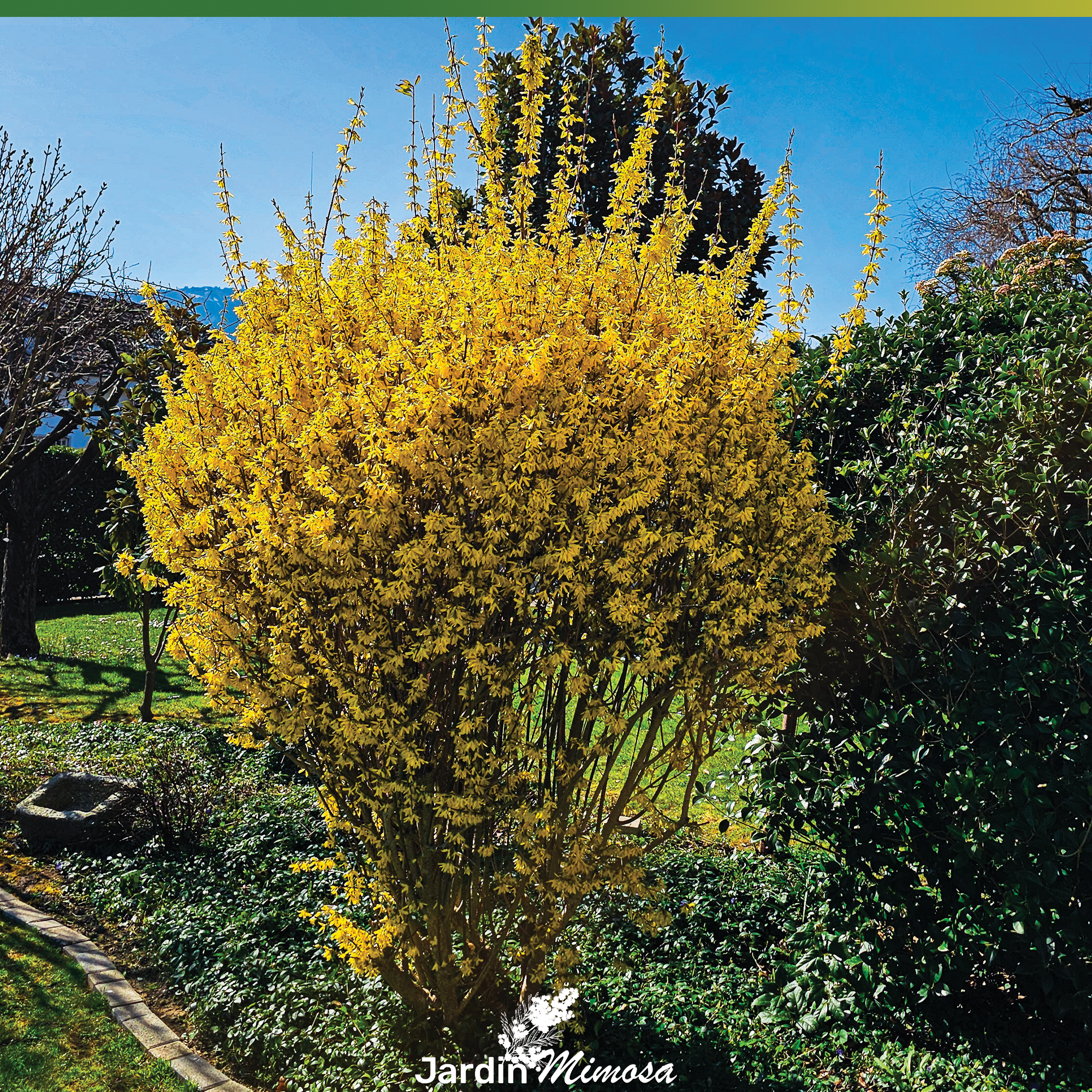 Arbuste doré type thuya ou cyprès taillé en boule parfaite, entretien et taille arbustes par Jardin Mimosa Genève