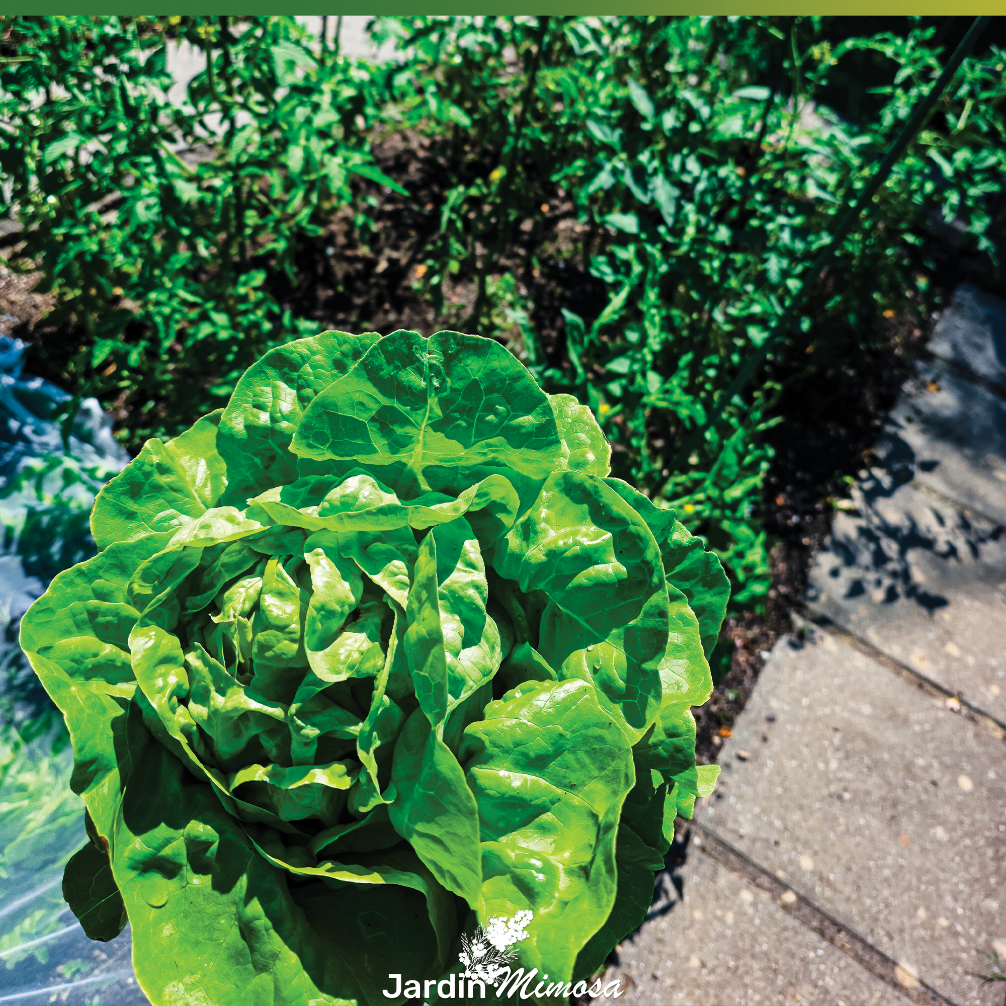 Cultiver ses propres plantes aromatiques