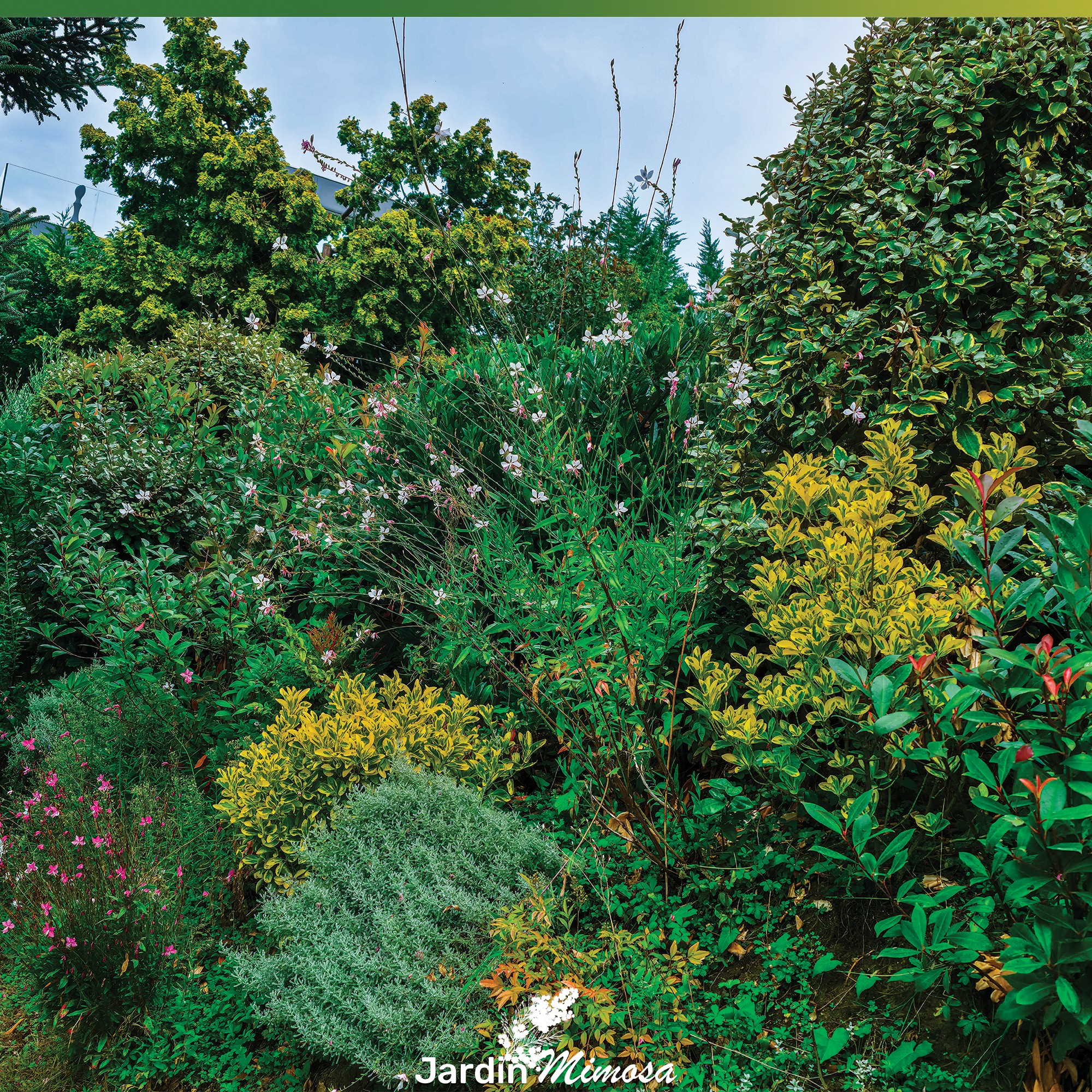Haie verte dense taillée avec soin en bordure d'allée, entretien de haie par Jardin Mimosa paysagiste Genève